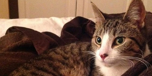 5 yıldır kayıp olan kedi sahibine geri döndü