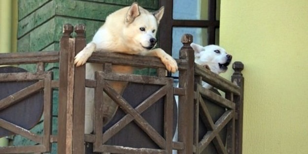 5 yıldır kirasını ödemedi! Köpekleriyle direndi