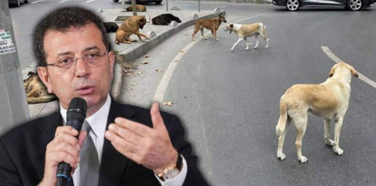 5 yıldır milyonlarca İstanbulluyu uyutan İmamoğlu sahipsiz köpeklerin uyutulmasına karşı