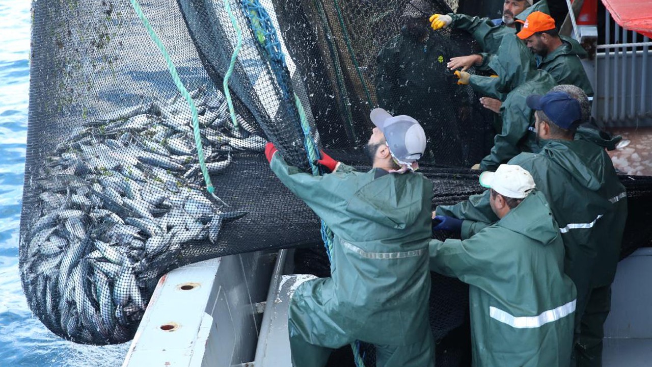 50 bin ton palamutla sadece denizler değil, balıkçılar da uçtu!