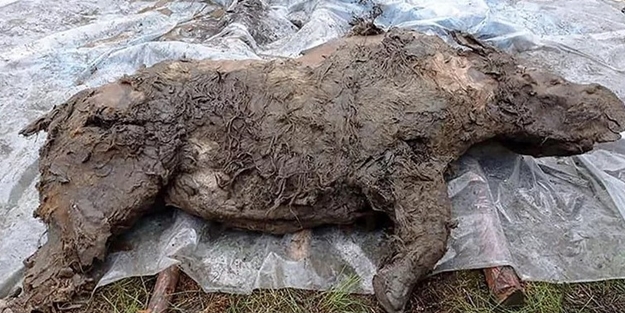 50 bin yıl sonra sapasağlam ortaya çıktı!