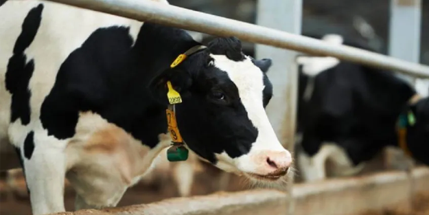 50 büyükbaşı olana 60 milyon lira kredi!