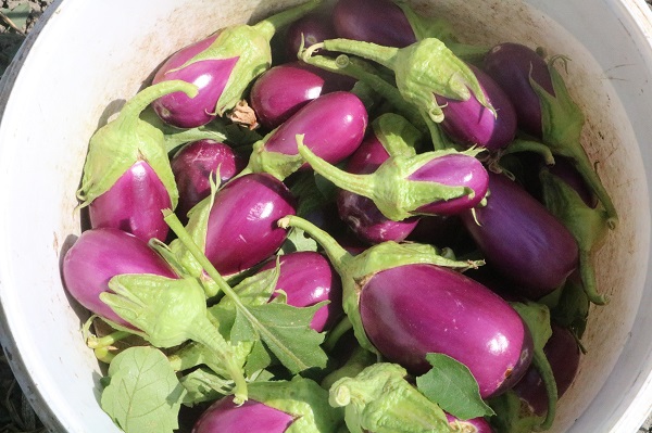 50 derecede ekmek mesaisi