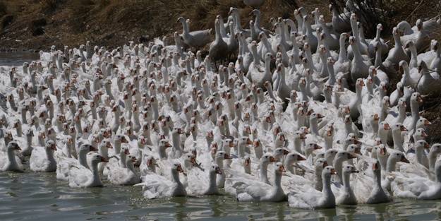 50 kazla hobi olarak başladı... Şimdi gelen siparişlere yetişemiyor
