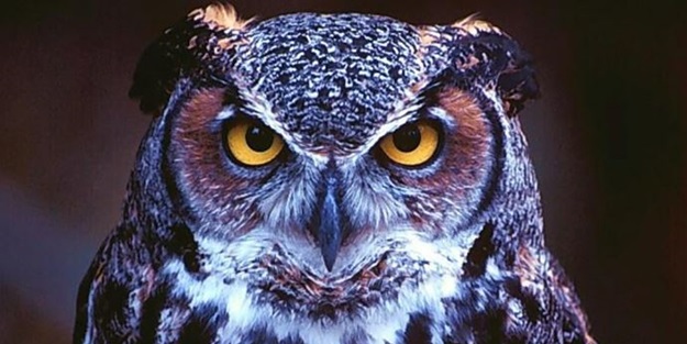 50 kişiyi yaralayan baykuşa ömür boyu hapis!