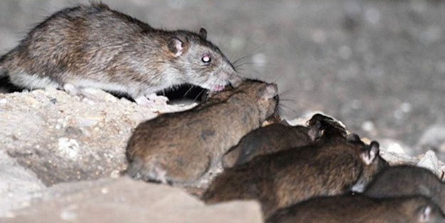 50 milyon fare koca şehri istila etti