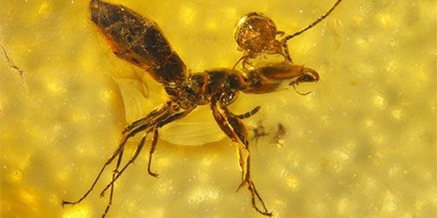 50 milyon yıllık karınca amberi bulundu