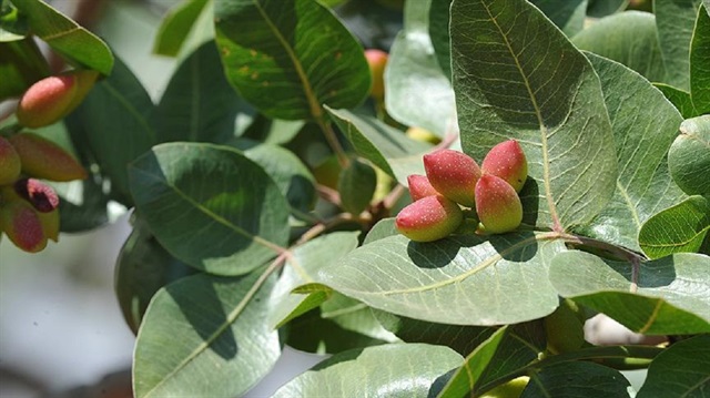 50 yılda meyve veriyordu bakımla 6 yıla düştü