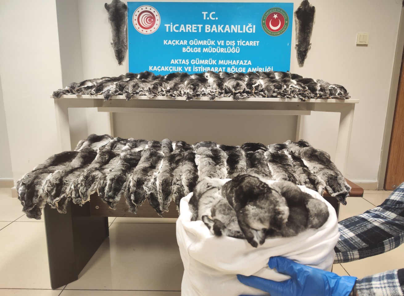 500 kaçak çinçilla postu yakalandı