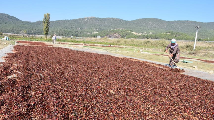 500 ton toz biber alıcısını bekliyor