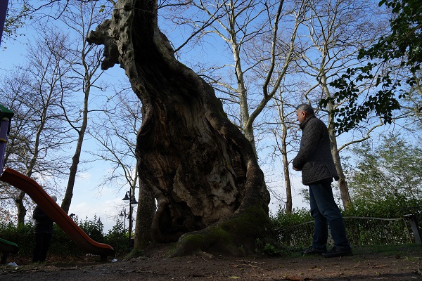 500 yıllık çınarın şaşırtan hikayesi
