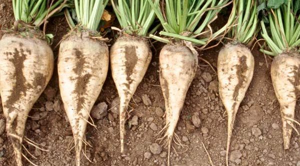 Çiftçiler şeker pancarından umutlu