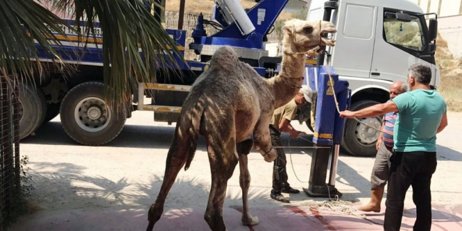 İlk ihracata deve kurban etti