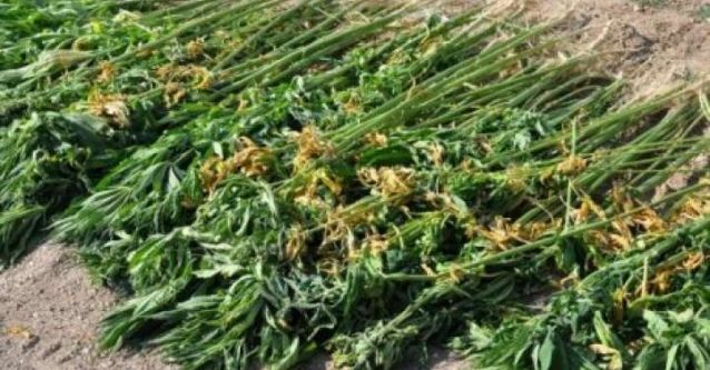 Jandarmadan zehir tacirlerine büyük darbe