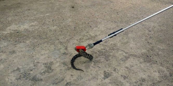 Okulda yılan paniği