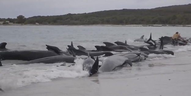 50'den fazla balina karaya vurdu!