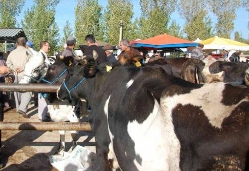 Simav’ın hayvan pazarı yeniden açıldı