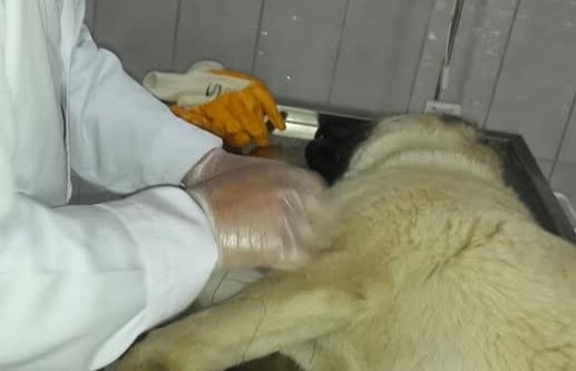 Yaralı köpek tedavi edilerek sahibine teslim edildi