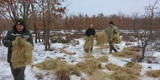 Hayvanlar için doğaya yem bırakıldı