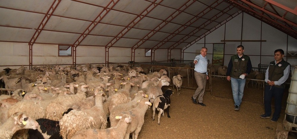 52 günlük kuzu 32 Kilo 
