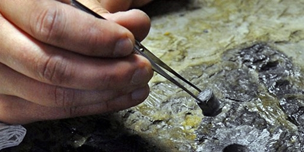 52 milyon yıllık fosil bulundu!