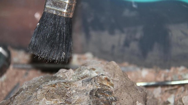 52 milyon yıllık meyve fosili keşfedildi