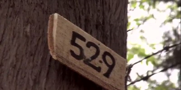 529 idama tepki filmi: 529