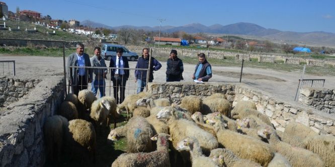 Talihli genç çiftçilere hibe koyun ve koçları teslim edildi