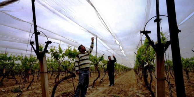 Üzüm bağını dolu filesi ile örttü