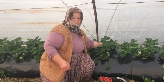 Anamur’da kış mevsiminin ilk çilek hasadı başladı