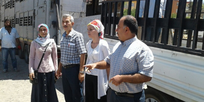 30 adet büyükbaş hayvan dağıtıldı