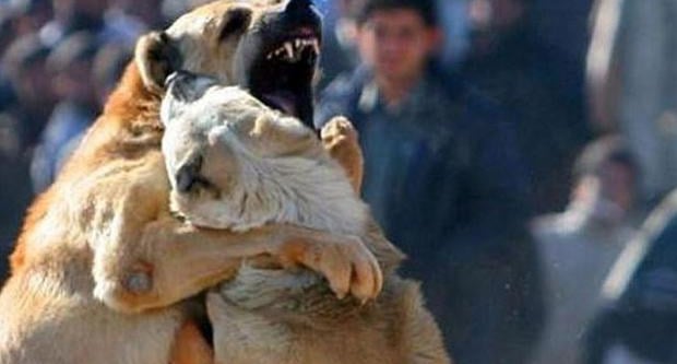 Köpek dövüştüren şahıslara ceza!