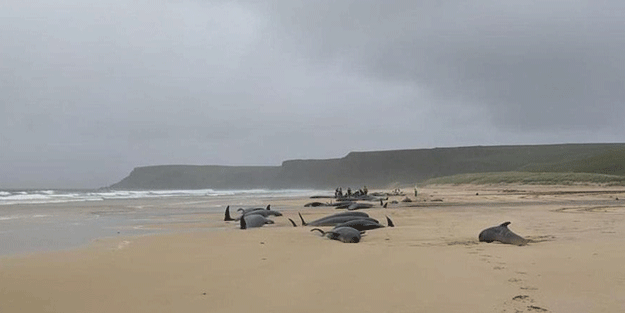 56 balina karaya vurdu! İddia: Topluca intihar ettiler