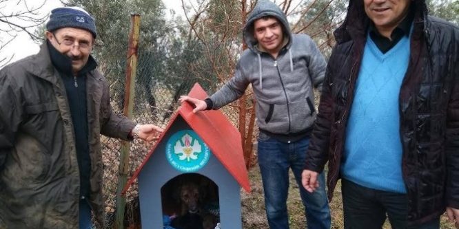 Manisa'da yavru köpeklere kulübe desteği