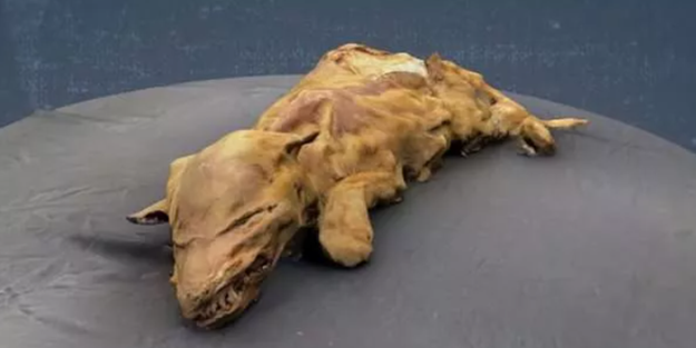 57 bin yıllık kurt yavrusu fosili araştırmacıları şaşkına çevirdi