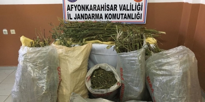 Kurutulmaya bırakılmış 40 kilogram esrar ele geçirildi