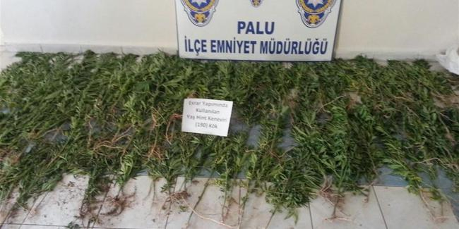 275 kök Hint keneviri ele geçirildi