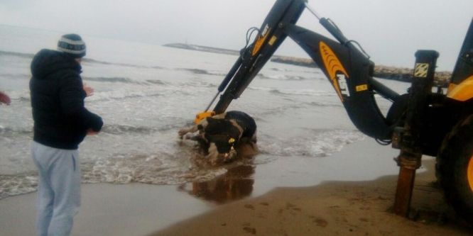 Cide sahiline ölü inek vurdu