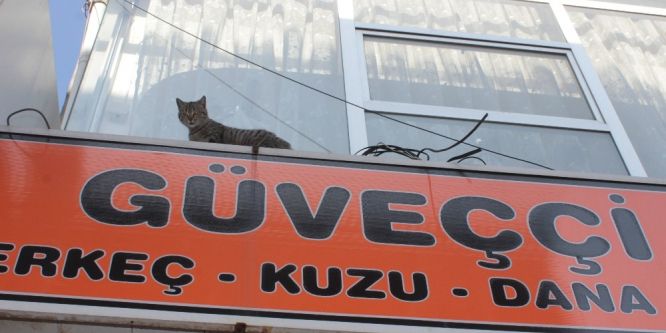 Mahsur kalan kediyi itfaiye ekipleri kurtardı