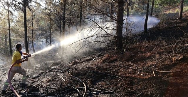 146 hektar orman zarar gördü