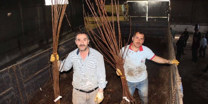 Muş’ta 32 bin meyve fidanı dağıtıldı