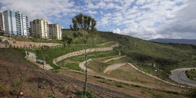 3 yılda 50 bin fidan toprakla buluştu