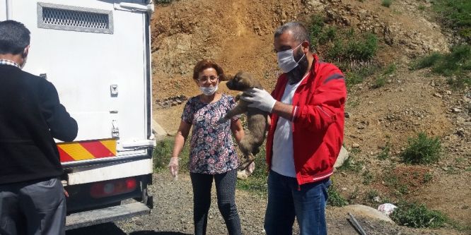 Terk edilmiş köpeklere devlet şefkati