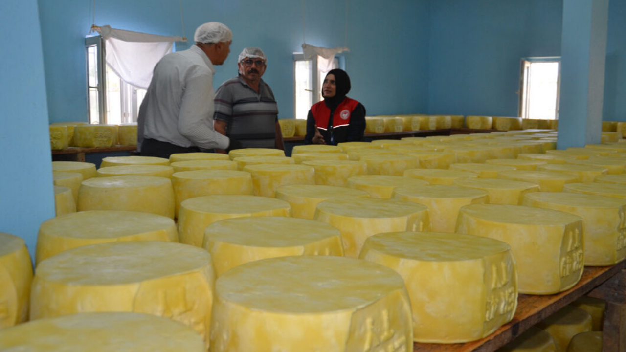 6 ay bekletip yurdun dört bir yanına gönderiyorlar, milyonlar kazanıyorlar!