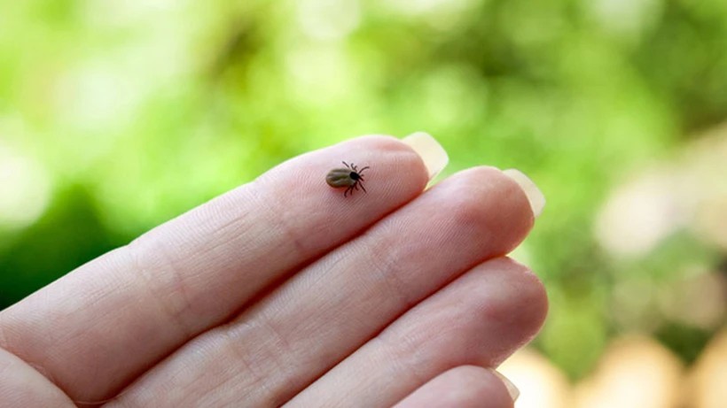 6 ayda 13 can gitti! Keneyi sakın tırnakla ezme, ölümle biter!