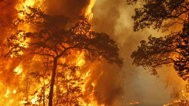 '6 bin 671 orman yangının nedeni bulunamadı'