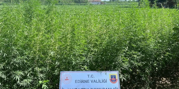 6 bin kök Hint keneviri imha edildi