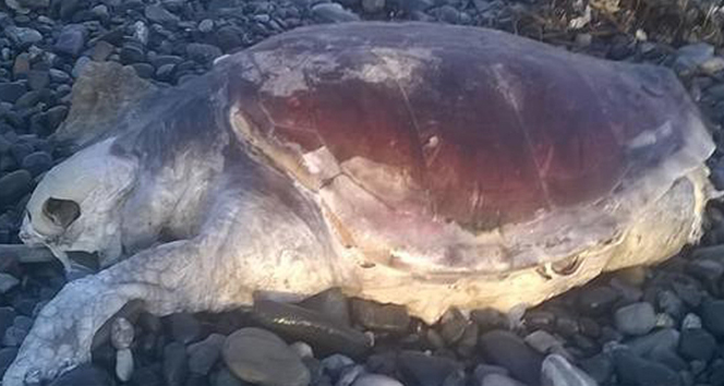 6 deniz kaplumbağasının ölüsü bulundu