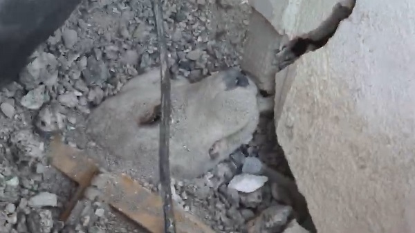 6 gün sonra kurtarıldı! O görüntüler ortaya çıktı