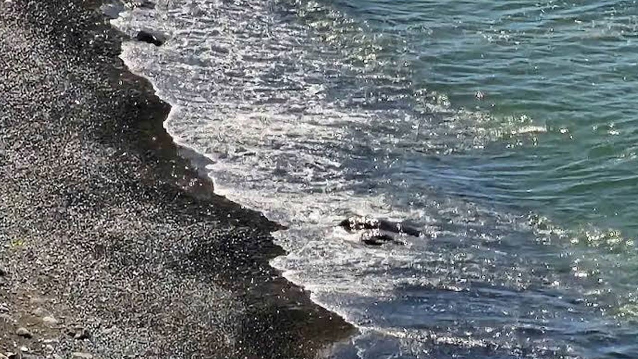 6 gündür kayıptı! 40 yaşındaki adamın cesedi deniz kenarında bulundu